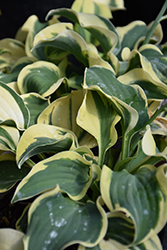 Mini Skirt Hosta (Hosta 'Mini Skirt') at Make It Green Garden Centre