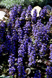 Mahogany Bugleweed (Ajuga reptans 'Mahogany') at Make It Green Garden Centre