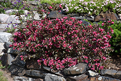 Tango Weigela (Weigela florida 'Tango') at Make It Green Garden Centre