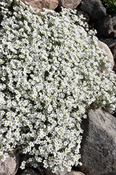 Silver Carpet Snow-In-Summer (Cerastium tomentosum 'Silver Carpet') at Make It Green Garden Centre