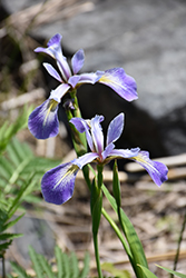 Blue Flag Iris (Iris versicolor) at Make It Green Garden Centre