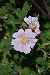 Prickly Wild Rose (Rosa acicularis) at Make It Green Garden Centre
