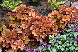 Northern Exposure Amber Coral Bells (Heuchera 'TNHEUNEA') at Make It Green Garden Centre