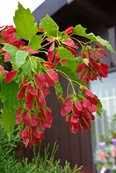 Ruby Slippers Amur Maple (Acer ginnala 'Ruby Slippers') at Lurvey Garden Center