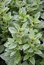 Lemon Basil (Ocimum x citriodorum 'Perpetual Pesto') at Make It Green Garden Centre