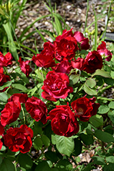 Emily Carr Rose (Rosa 'Emily Carr') at Make It Green Garden Centre