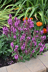 Rose Marvel Meadow Sage (Salvia nemorosa 'Rose Marvel') at Make It Green Garden Centre