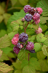 Jewel Black Raspberry (Rubus occidentalis 'Jewel') at Make It Green Garden Centre