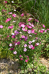 Sweetness Pinks (Dianthus plumarius 'Sweetness') at Make It Green Garden Centre