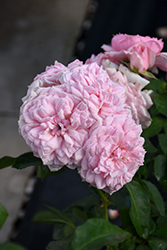 Reminiscent Pink Rose (Rosa 'BOZFRA021') at Make It Green Garden Centre