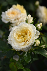 Reminiscent Crema Rose (Rosa 'BOZFRA121') at Make It Green Garden Centre