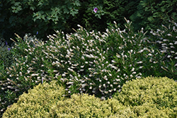 Vanilla Spice Summersweet (Clethra alnifolia 'Caleb') at Make It Green Garden Centre