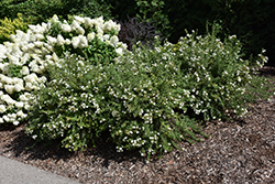 Happy Face White Potentilla (Potentilla fruticosa 'White Lady') at Make It Green Garden Centre
