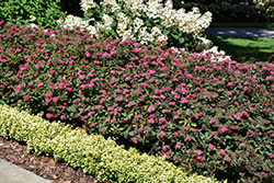 Double Play Doozie Spirea (Spiraea 'NCSX2') at Make It Green Garden Centre