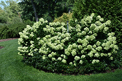 Little Lime Hydrangea (Hydrangea paniculata 'Jane') at Make It Green Garden Centre