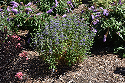 Beyond Midnight Caryopteris (Caryopteris x clandonensis 'CT-9-12') at Make It Green Garden Centre