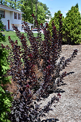 Winecraft Black Smokebush (Cotinus coggygria 'NCCO1') at Make It Green Garden Centre