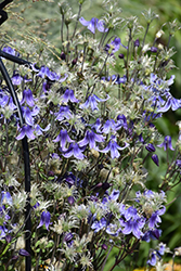 Stand By Me Bush Clematis (Clematis 'Stand By Me') at Make It Green Garden Centre