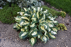 Hans Hosta (Hosta 'Hans') at Make It Green Garden Centre