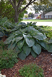 Shadowland Empress Wu Hosta (Hosta 'Empress Wu') at Make It Green Garden Centre