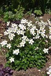 Wild Swan Anemone (Anemone 'Macane001') at Lurvey Garden Center