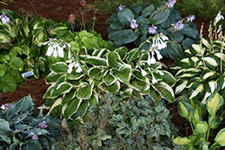 Royal Wedding Hosta (Hosta 'Royal Wedding') at Make It Green Garden Centre