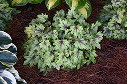 Fun and Games Eye Spy Foamy Bells (Heucherella 'Eye Spy') at Make It Green Garden Centre