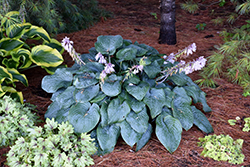 Blueberry Muffin Hosta (Hosta 'Blueberry Muffin') at Make It Green Garden Centre