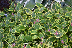 Autumn Glow Toad Lily (Tricyrtis formosana 'Autumn Glow') at Make It Green Garden Centre