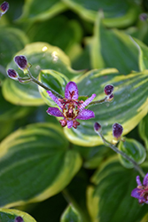 Autumn Glow Toad Lily (Tricyrtis formosana 'Autumn Glow') at Make It Green Garden Centre