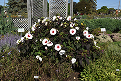 Mocha Moon Hibiscus (Hibiscus 'Mocha Moon') at Make It Green Garden Centre