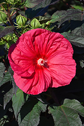 Mars Madness Hibiscus (Hibiscus 'Mars Madness') at Make It Green Garden Centre