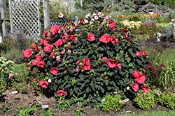 Mars Madness Hibiscus (Hibiscus 'Mars Madness') at Make It Green Garden Centre