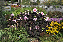 Starry Starry Night Hibiscus (Hibiscus 'Starry Starry Night') at Make It Green Garden Centre