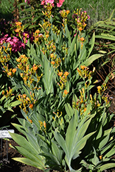 Freckle Face Blackberry Lily (Belamcanda chinensis 'Freckle Face') at Make It Green Garden Centre