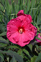 Summer In Paradise Hibiscus (Hibiscus 'Summer In Paradise') at Make It Green Garden Centre