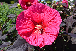 Summerific Evening Rose Hibiscus (Hibiscus 'Evening Rose') at Make It Green Garden Centre