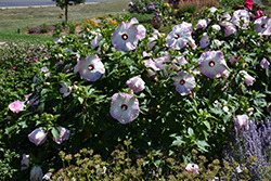 Summerific Ballet Slippers Hibiscus (Hibiscus 'Ballet Slippers') at Make It Green Garden Centre