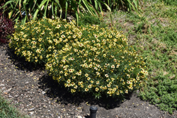 Sizzle And Spice Sassy Saffron Tickseed (Coreopsis verticillata 'Sassy Saffron') at Make It Green Garden Centre