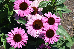 Color Coded The Fuchsia Is Bright Coneflower (Echinacea 'The Fuchsia Is Bright') at Make It Green Garden Centre