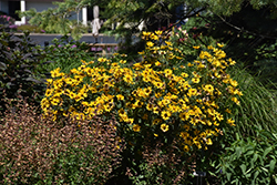 Tuscan Gold False Sunflower (Heliopsis helianthoides 'Inhelsodor') at Make It Green Garden Centre