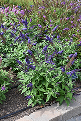 Pugster Blue Butterfly Bush (Buddleia 'SMNBDBT') at Make It Green Garden Centre