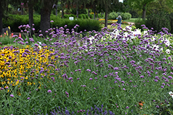 Buenos Aires Verbena (Verbena bonariensis 'Buenos Aires') at Make It Green Garden Centre