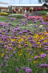 Buenos Aires Verbena (Verbena bonariensis 'Buenos Aires') at Make It Green Garden Centre