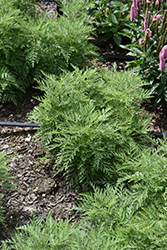 SunFern Arcadia Russian Wormwood (Artemisia gmelinii 'Balfernarc') at Make It Green Garden Centre
