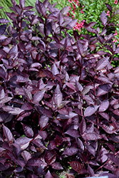 Purple Knight Alternanthera (Alternanthera dentata 'Purple Knight') at Make It Green Garden Centre