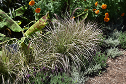 Cherry Sparkler Fountain Grass (Pennisetum setaceum 'Cherry Sparkler') at Make It Green Garden Centre