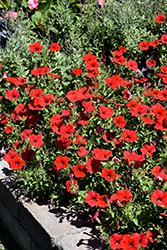 Easy Wave Red Petunia (Petunia 'Easy Wave Red') at Make It Green Garden Centre