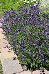 Ellagance Purple Lavender (Lavandula angustifolia 'Ellagance Purple') at Make It Green Garden Centre