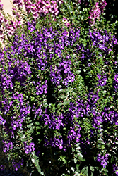 Archangel Purple Angelonia (Angelonia angustifolia 'Balarcpurpi') at Make It Green Garden Centre